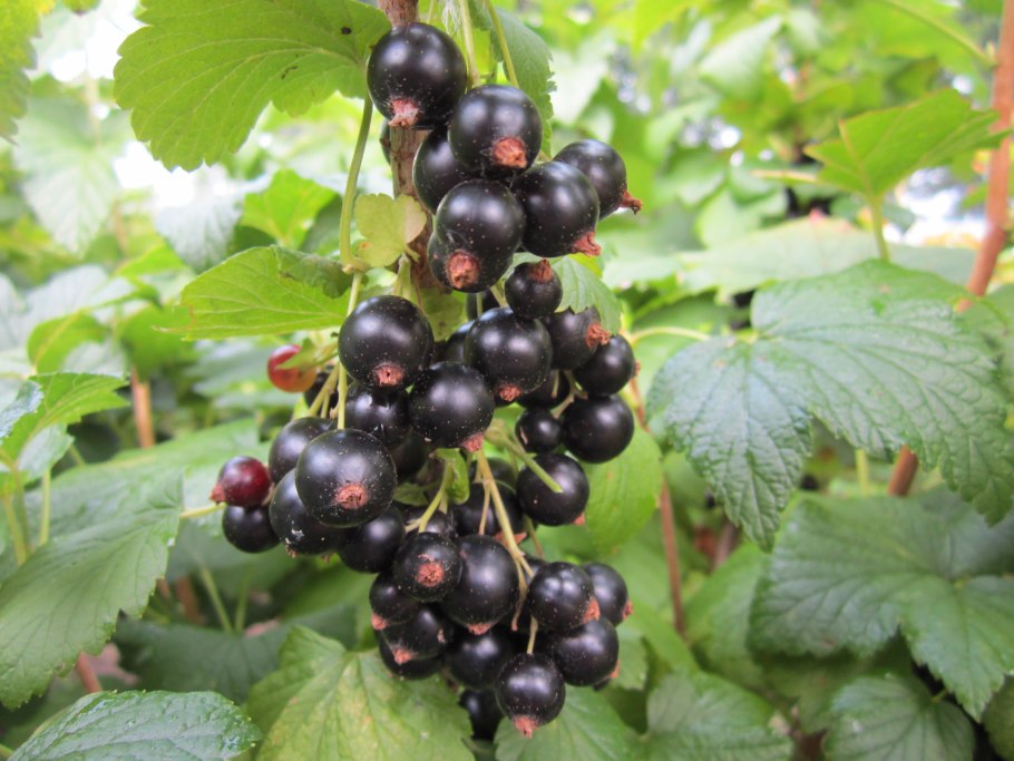 Смородина чёрная Голиаф ribes nigrum Goliath