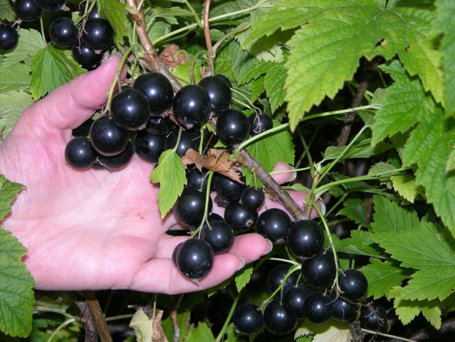 Черная смородина мелкая