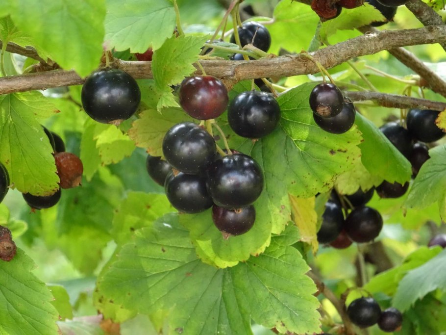 Смородина чёрная с2 «Бинар»