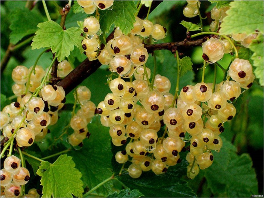 Смородина белая кустарник