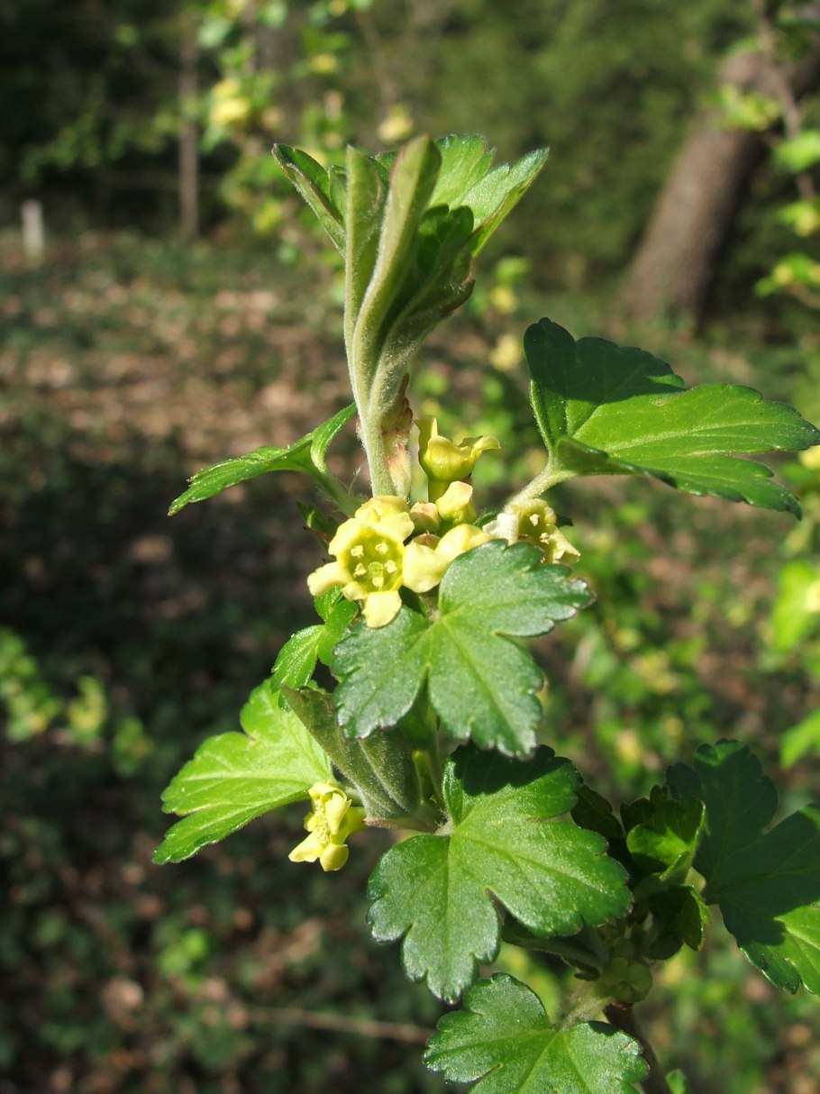 Смородина Скальная