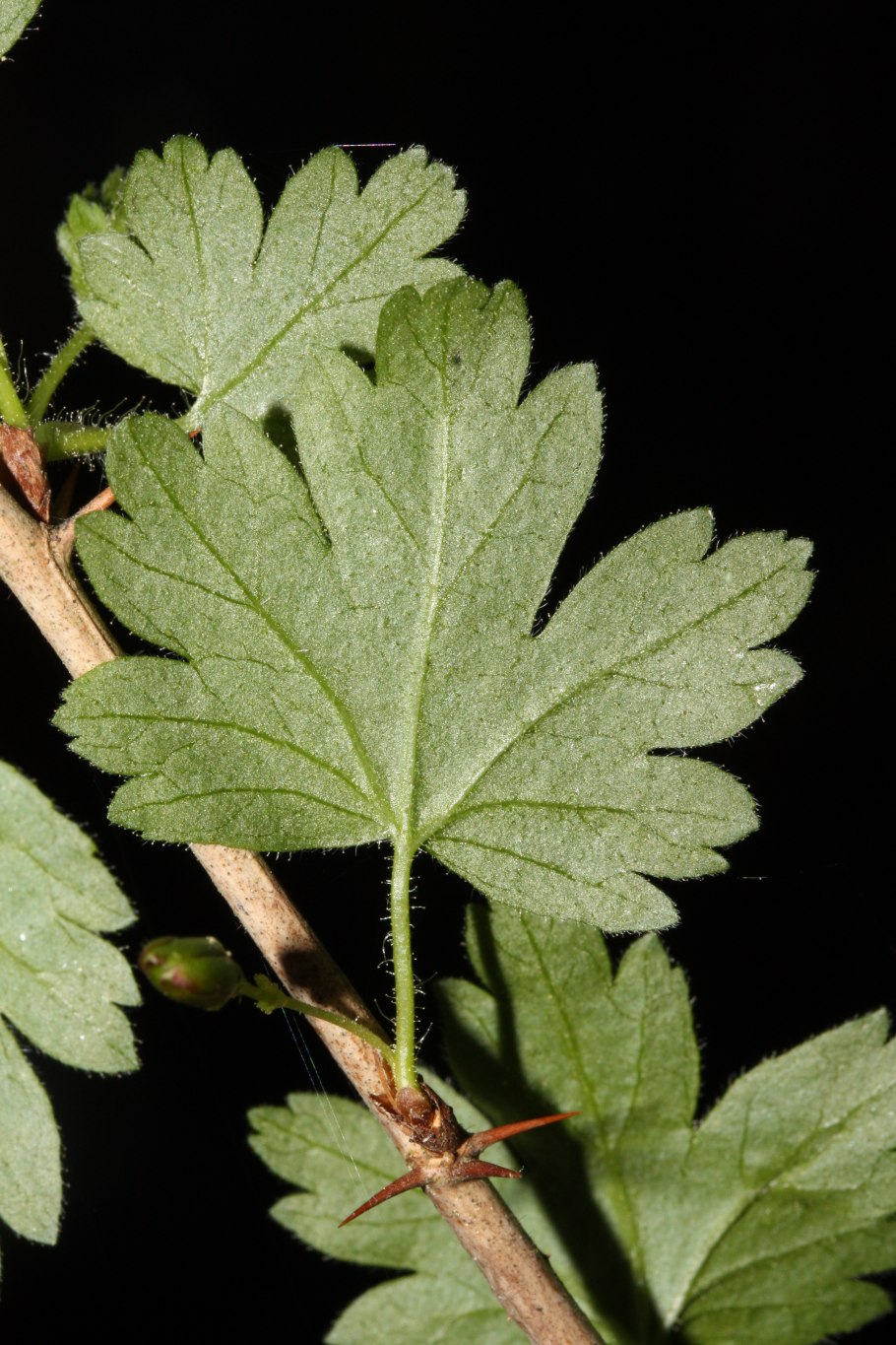 Amalophyllon divaricatum