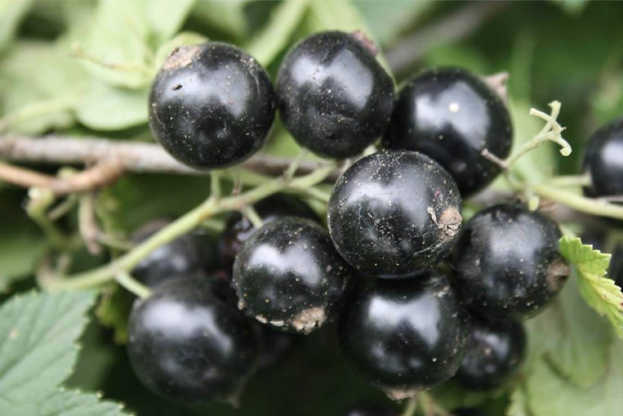 Смородина черная – ribes nigrum