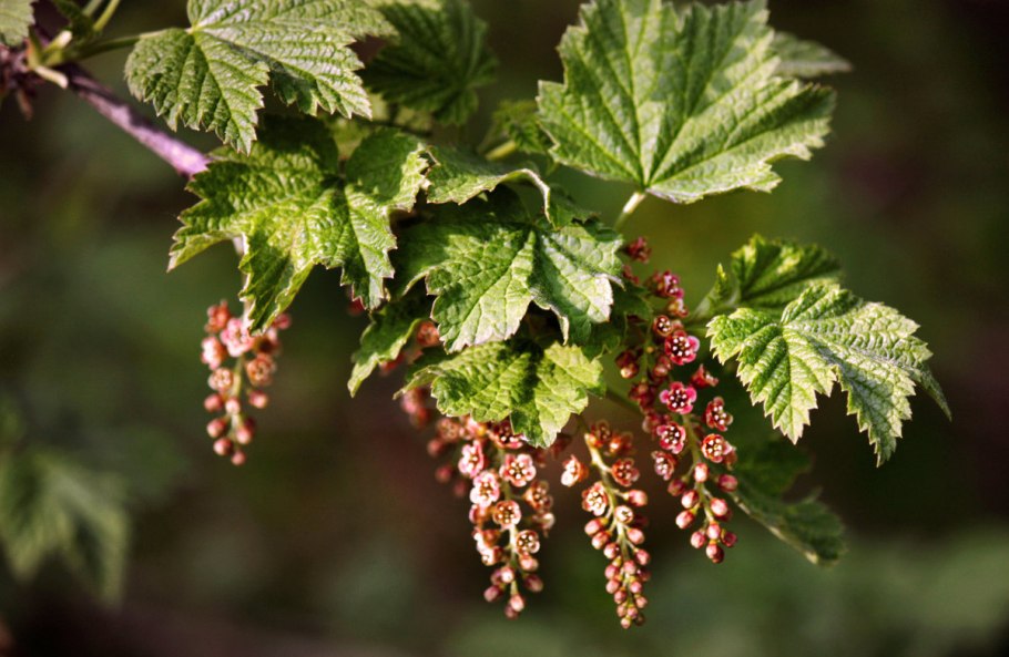 Смородина Лесная цветение