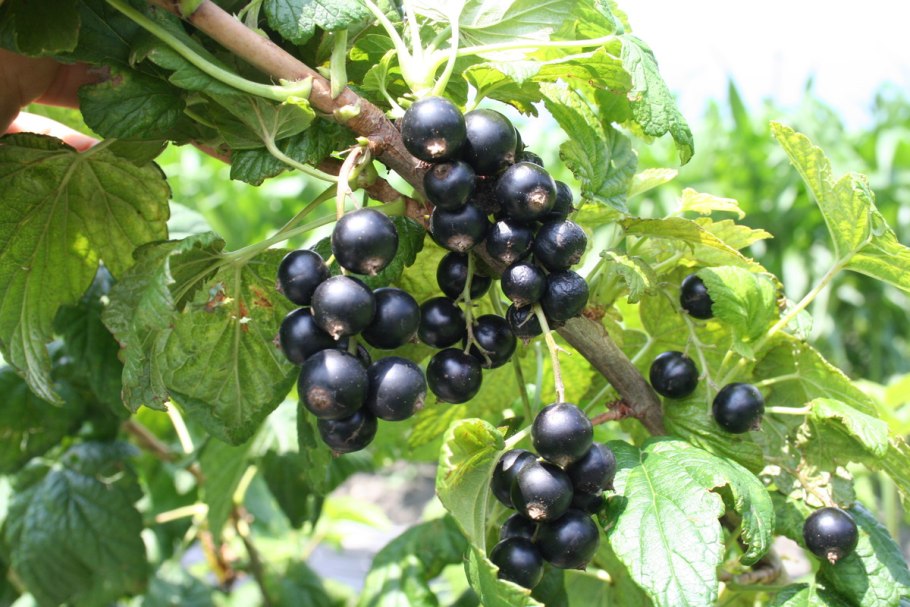 Смородина черная (ribes nigrum l.)