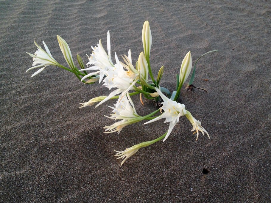 Chiloglottis trapeziformis