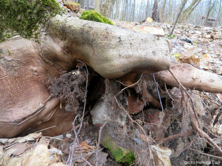 Фаленопсис Спайдер