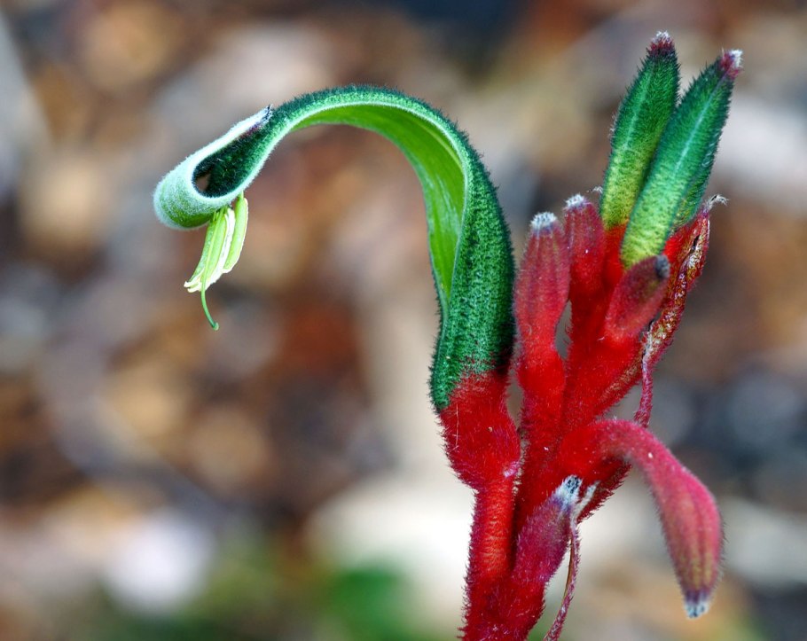 Редкие растения Австралии