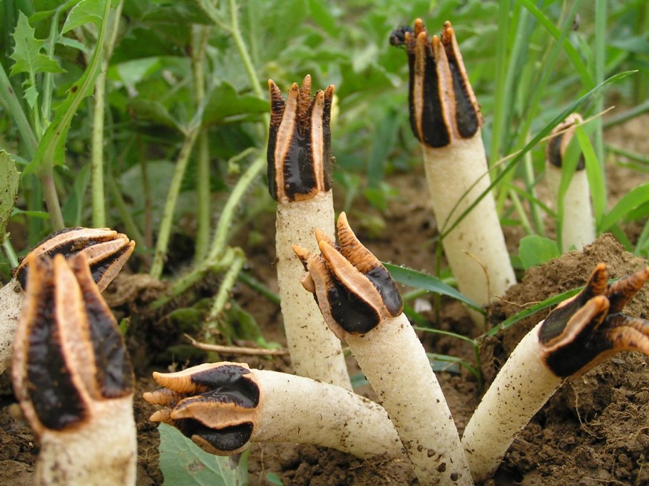 Лизурус фото