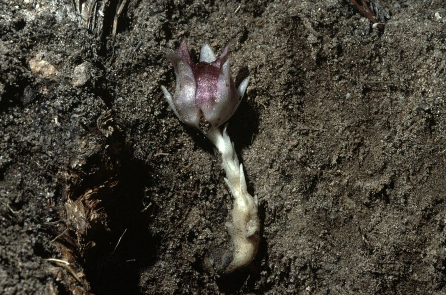 Орхидея Ризантелла Гарднера