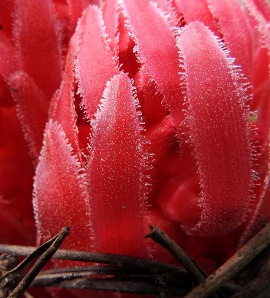 Аква растения Сангвиния ушастая