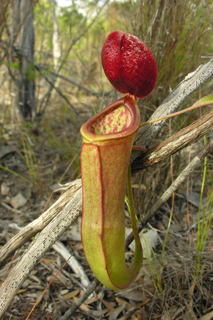 Nepenthes holdanin похож на пенис