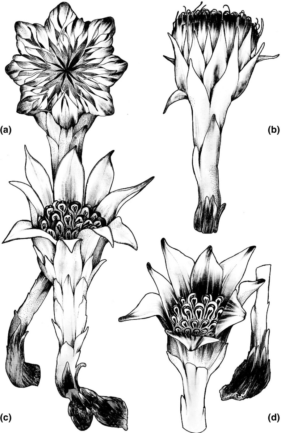 Ризантелла Гарднера на белом фоне