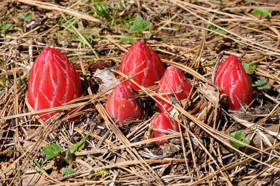 Саркодес кроваво-красный