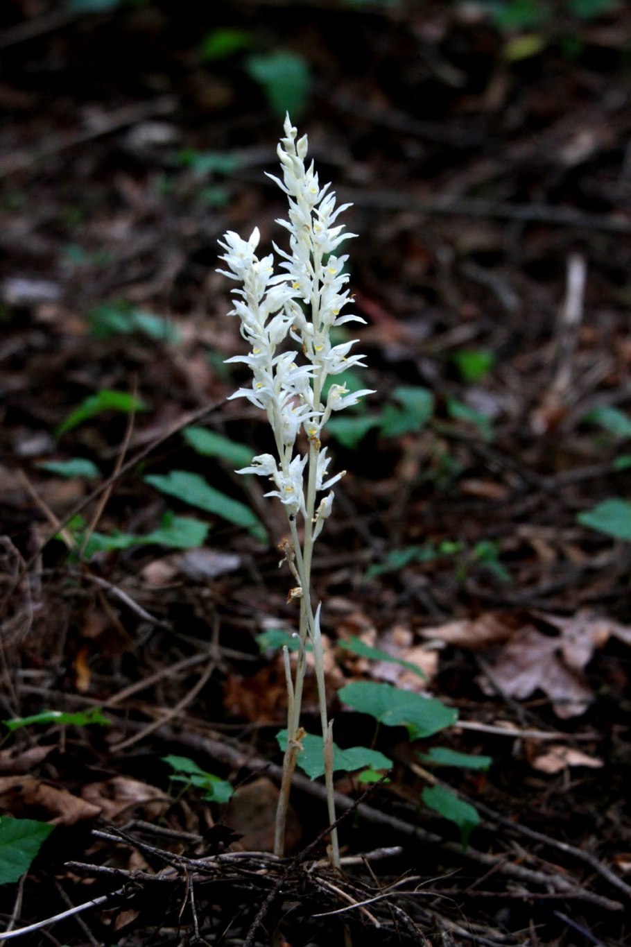 Подземные корней