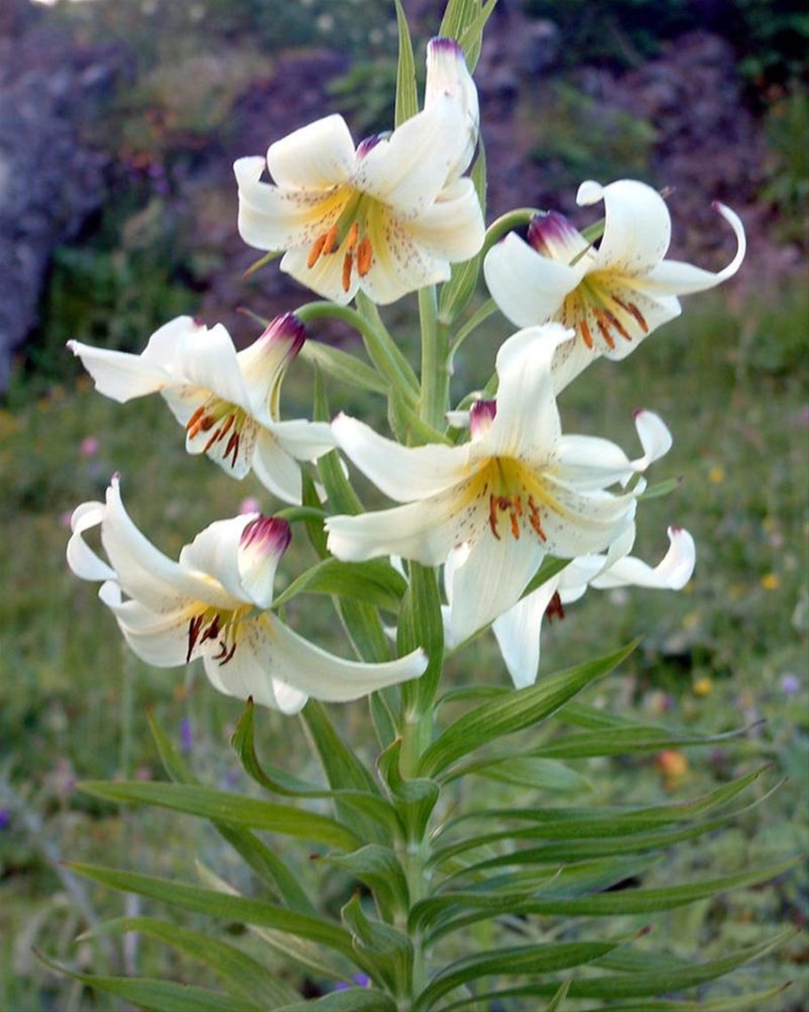 Подземные растения