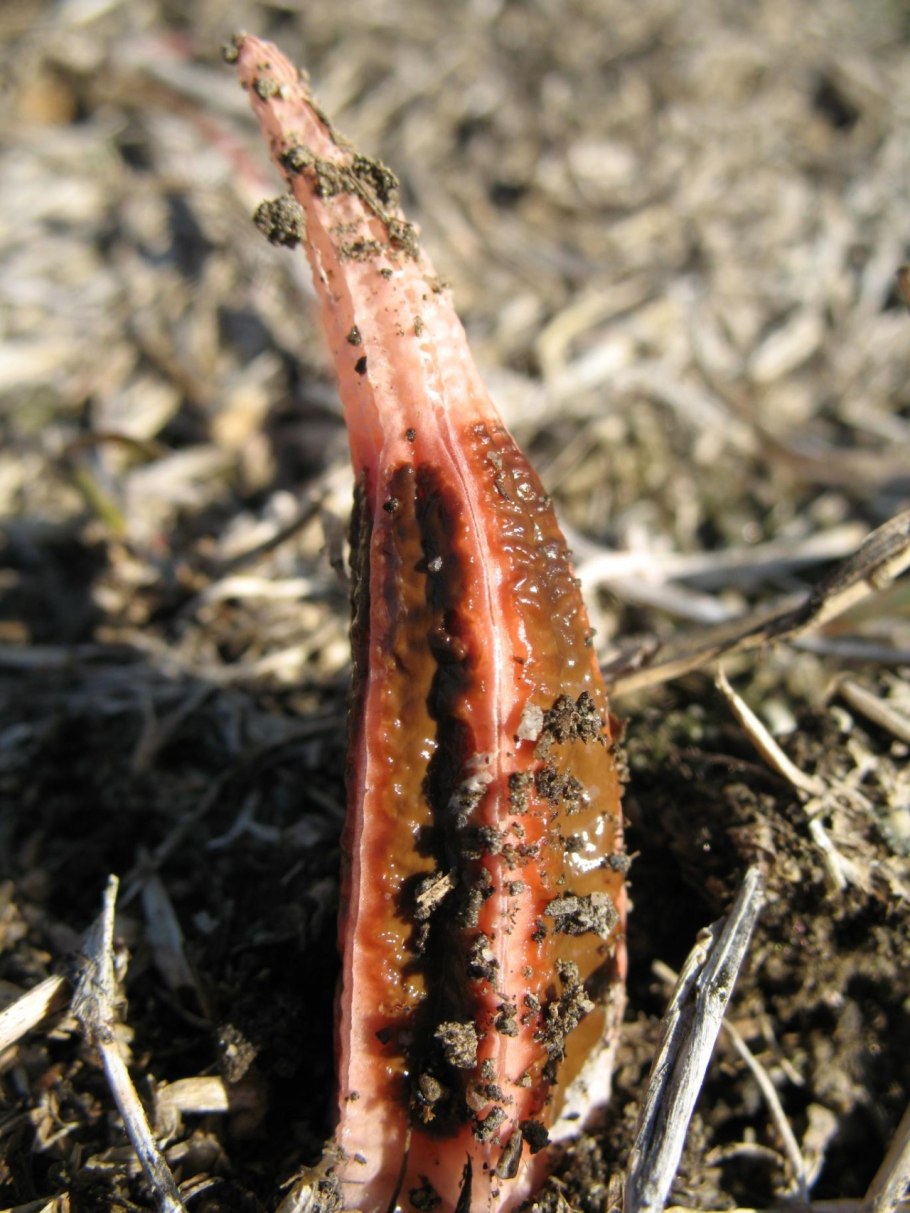 Гелониас пузырчатый Swamp Pink