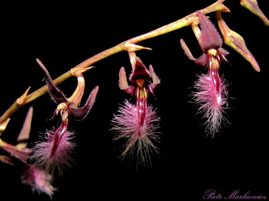 Каладения Флава