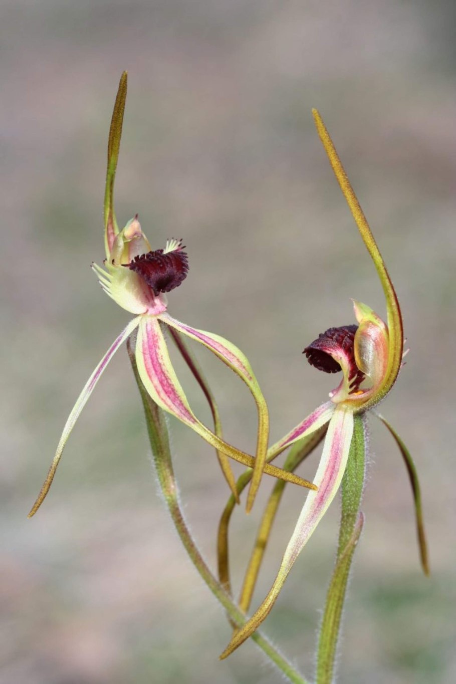 Ризантелла Гарднера рисунок