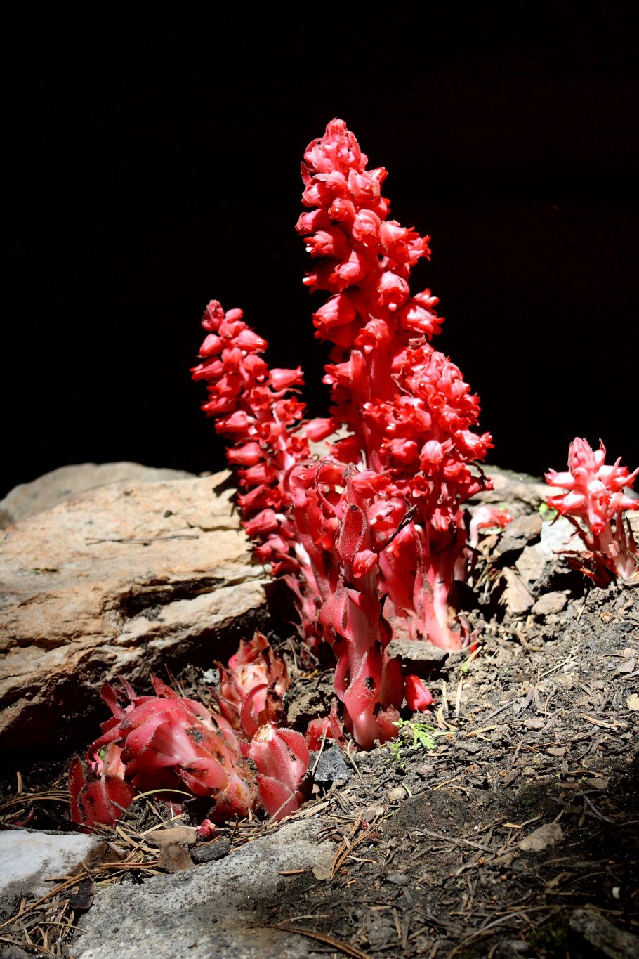 Hyobanche sanguinea