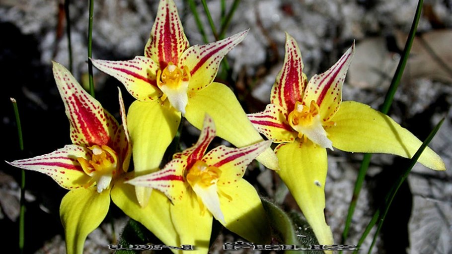 Нигелла семенные коробочки