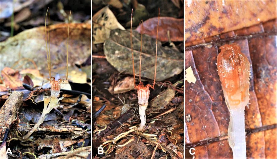 Усики пассифлоры