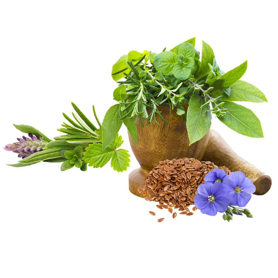 Лекарственные травы фитотерапия