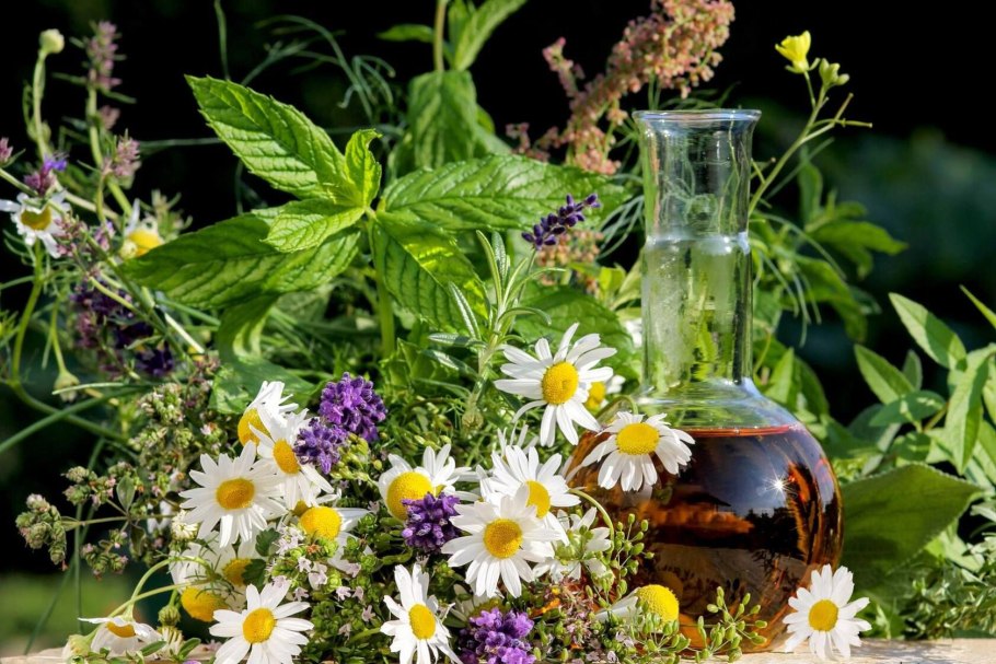 Целебное растение