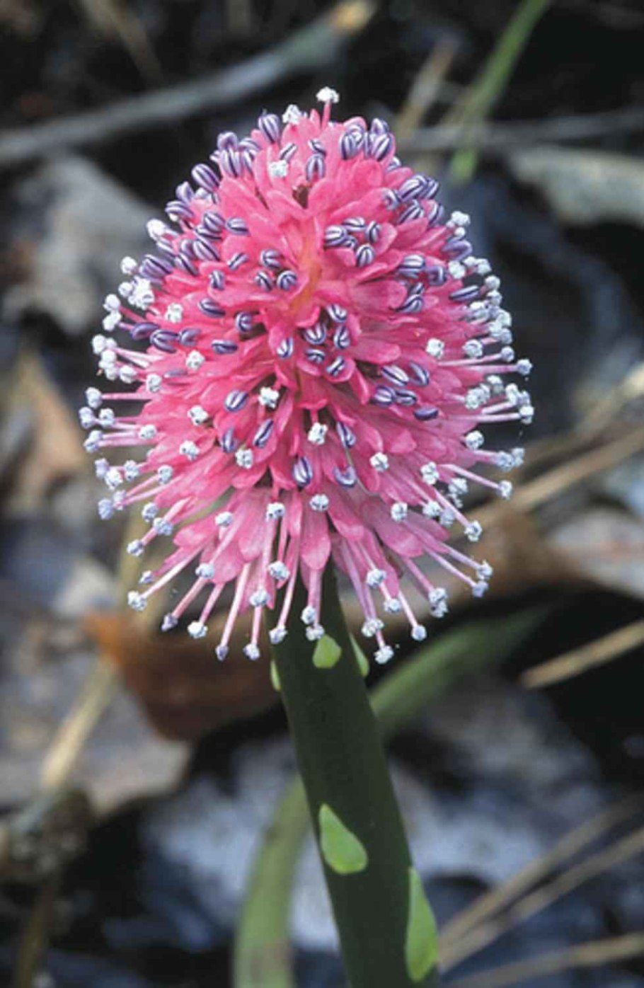 Helonias bullata
