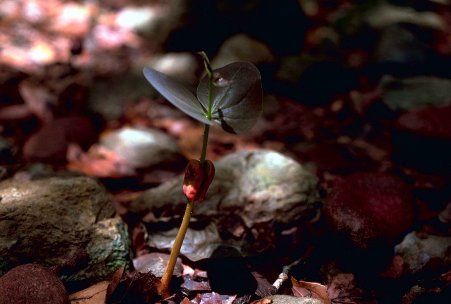 Ятрышник Обезьяний Орхидея