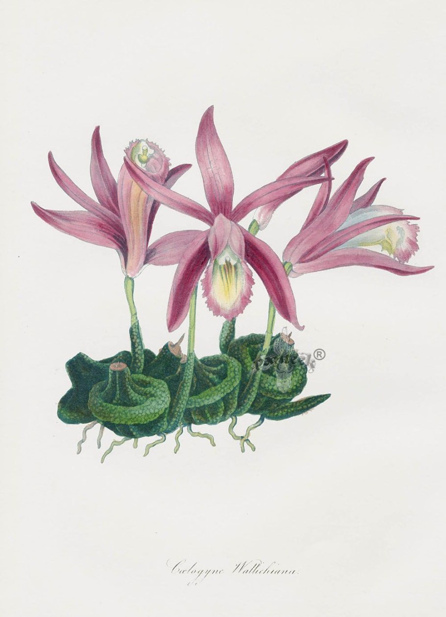 Подземная растительность