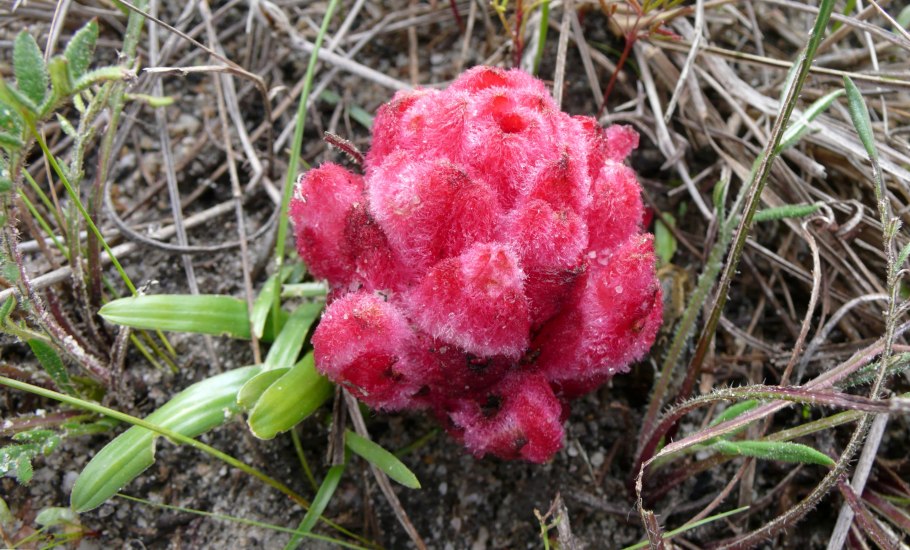 Насекомое паук с орхидеи