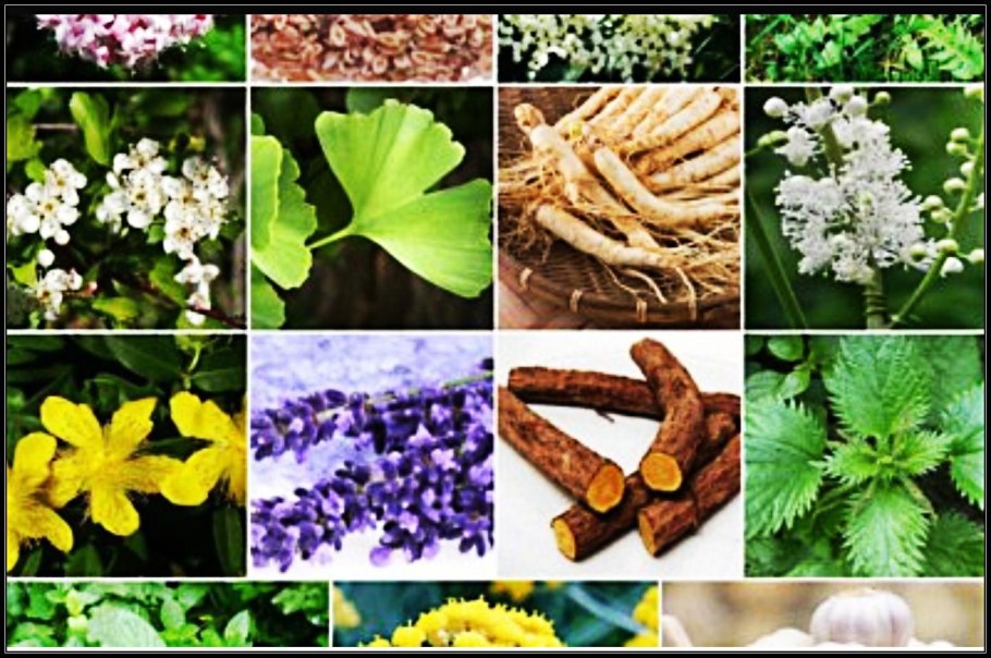 Петрушка укроп базилик Мелисса эстрагон