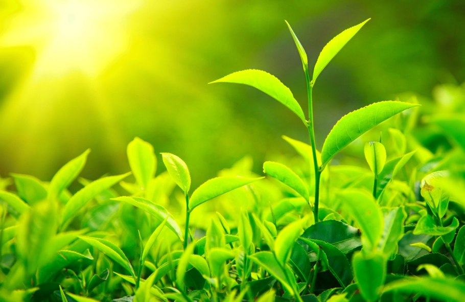 Прикосновение к траве