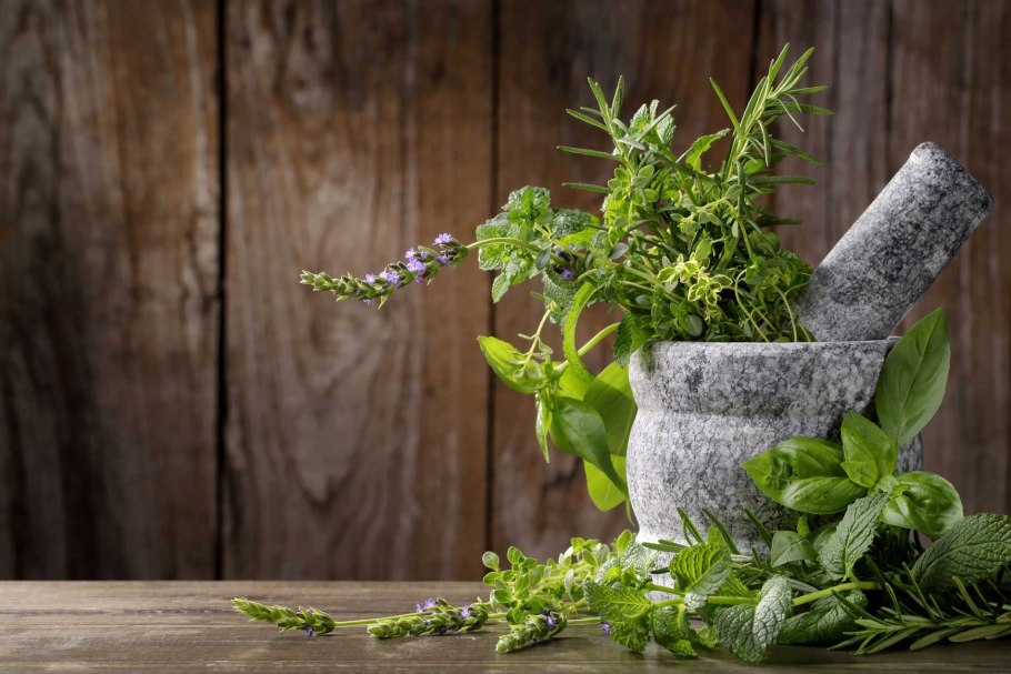 Съедобные травы дикоросы