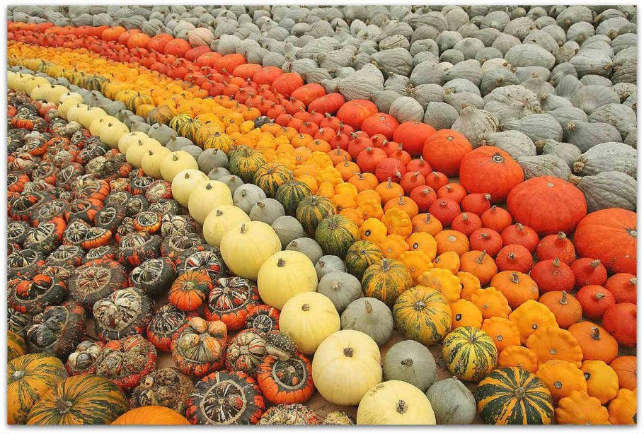 Тыква сорт Йокогама