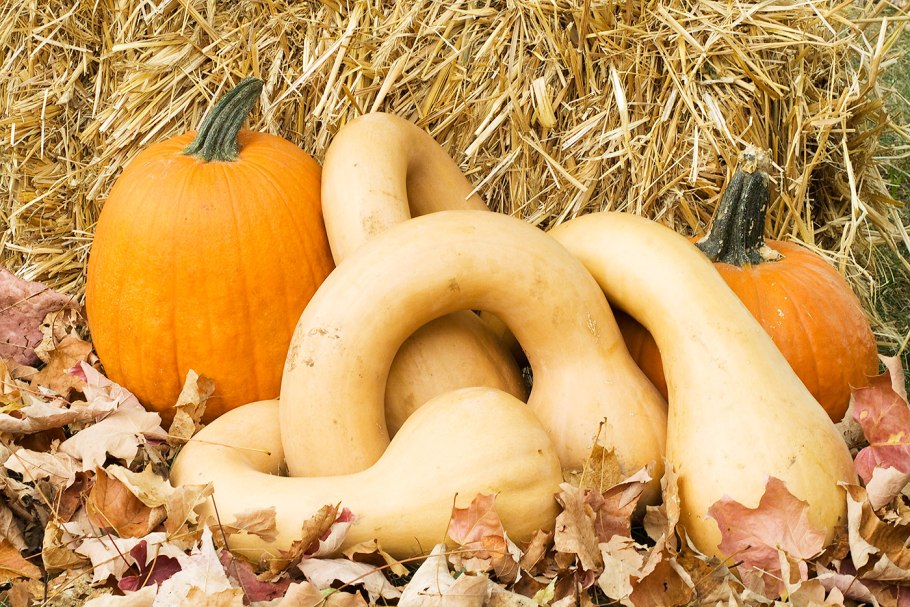 Тыква Кукурбита