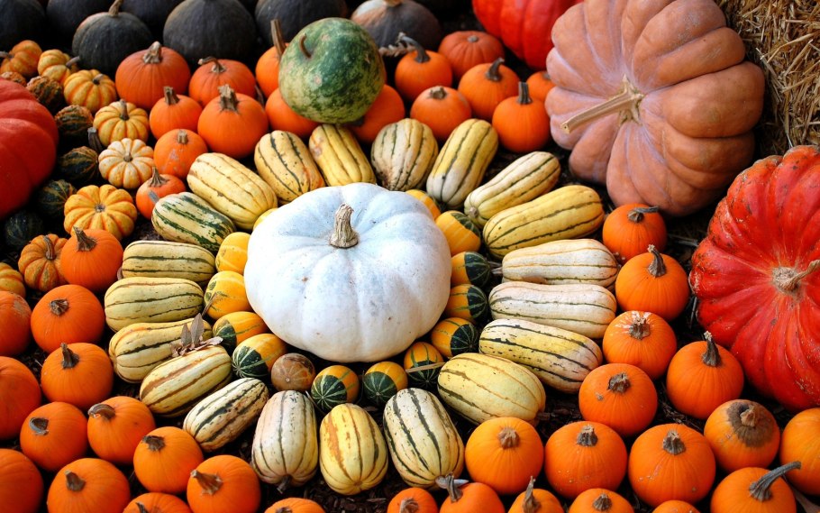 Засухоустойчивые сорта тыквы