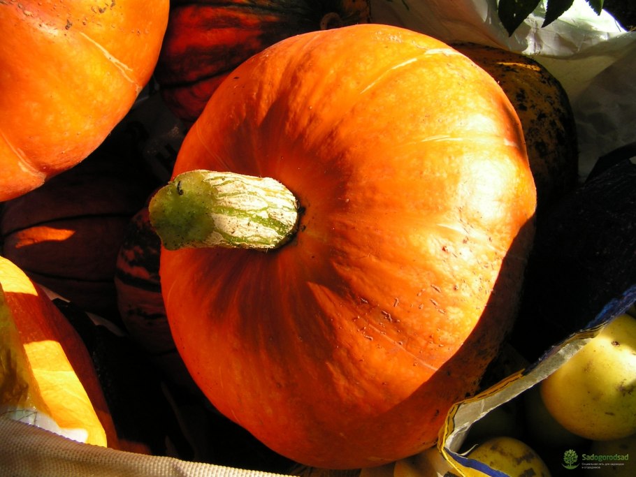 Тыква Багратион