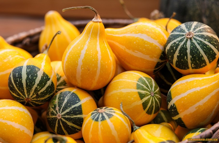 Тыква декоративная Хэллоуин однолетник