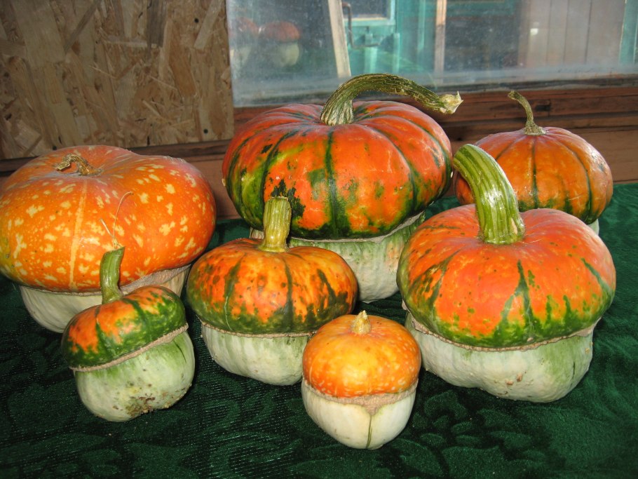 Тыква Боровичок