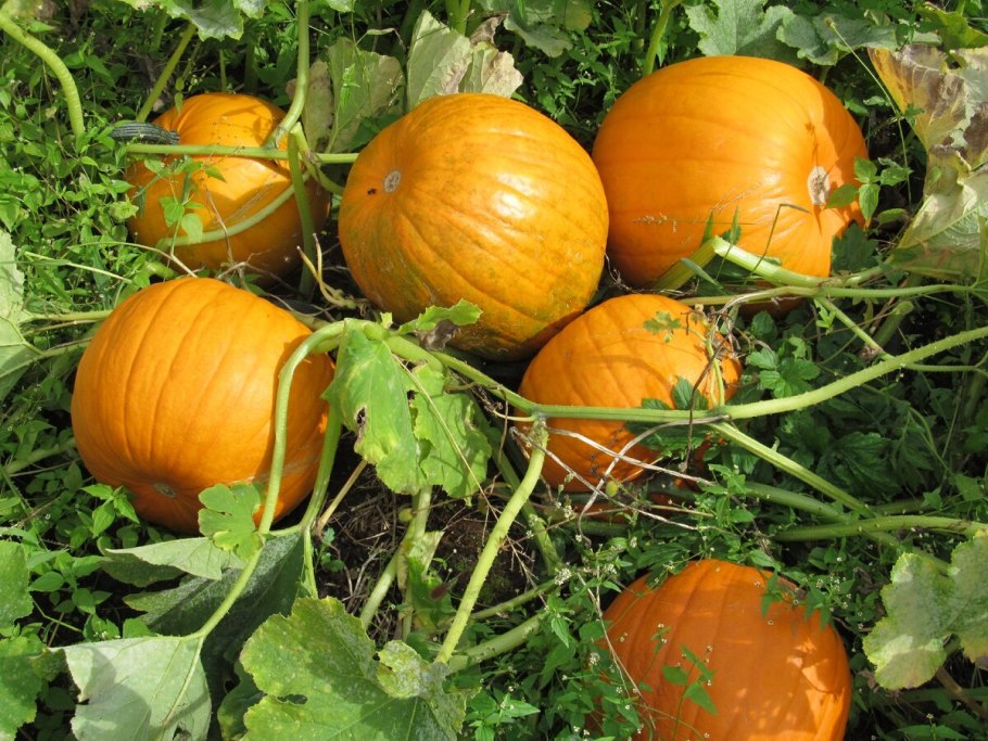 Гавриш тыква весёлые ребята