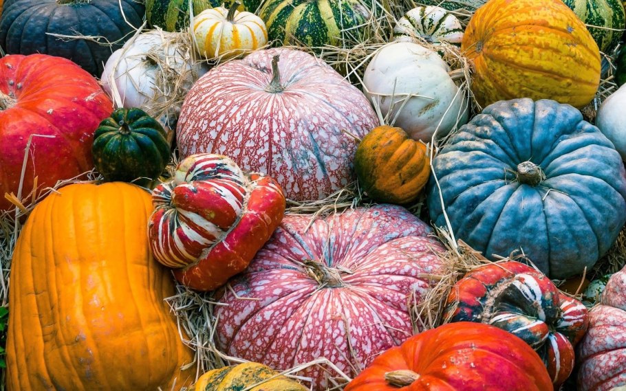 Разноцветные тыквы