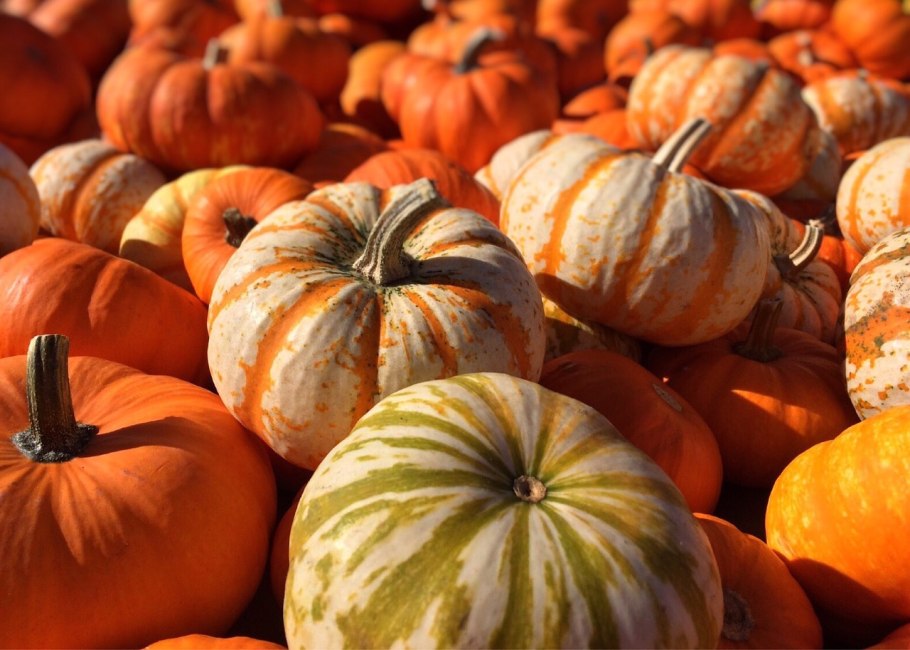 Осенние мотивы с тыквами