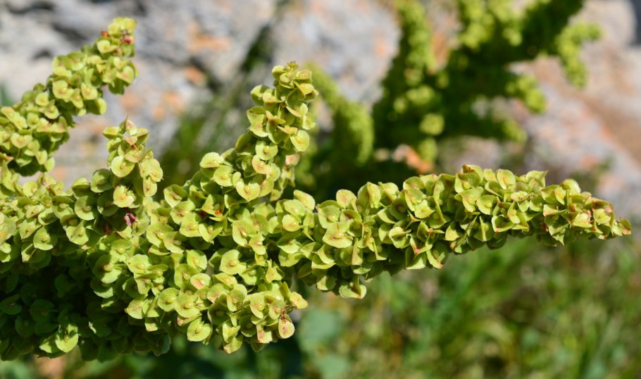 Rumex patientia растение