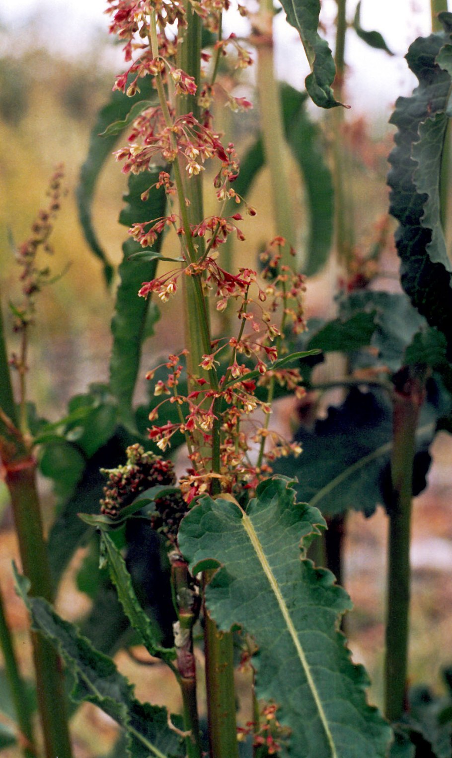 Rumex crispus