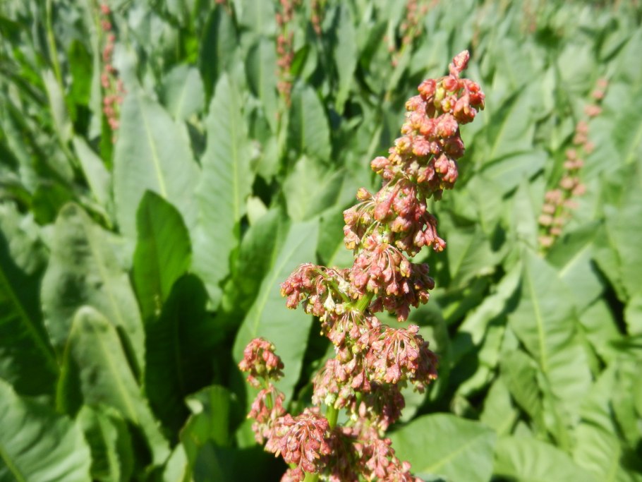 Щавель кучерявый