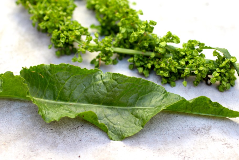 Щавель конский rumex confertus