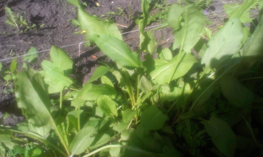 Щавель широколистный