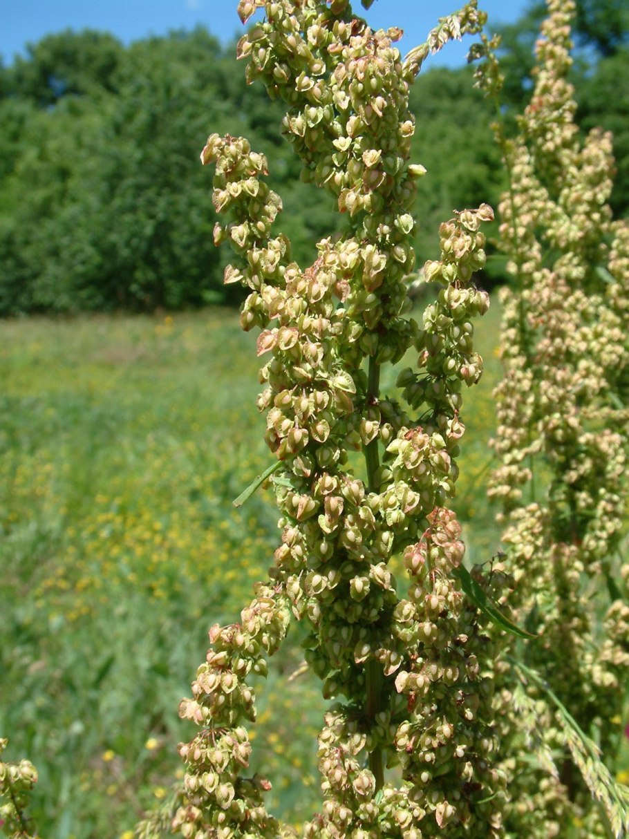 Желтый щавель Rumex crispus
